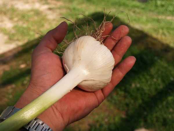 Как вырастить чеснок крупными головками