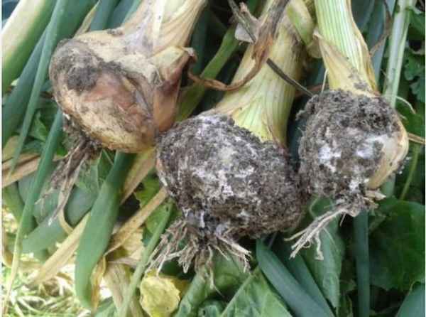 Болезни чеснока и способы их лечения