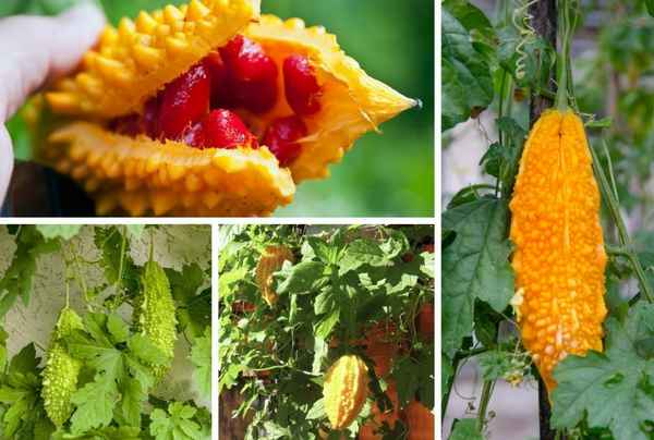 Полезные свойства горькой дыни мамордика