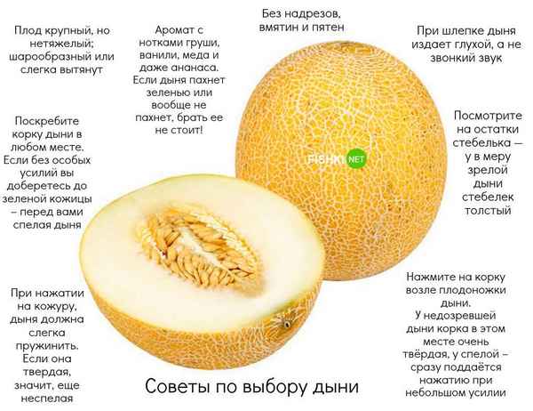 Дыня Ромашка: ботаническое описание и хаpaктеристика, выращивание и уход