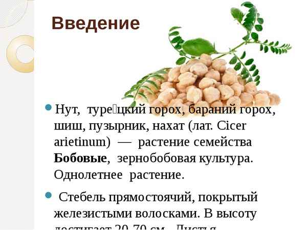 Горох нут: польза и вред, описание видов, выращивание и уход