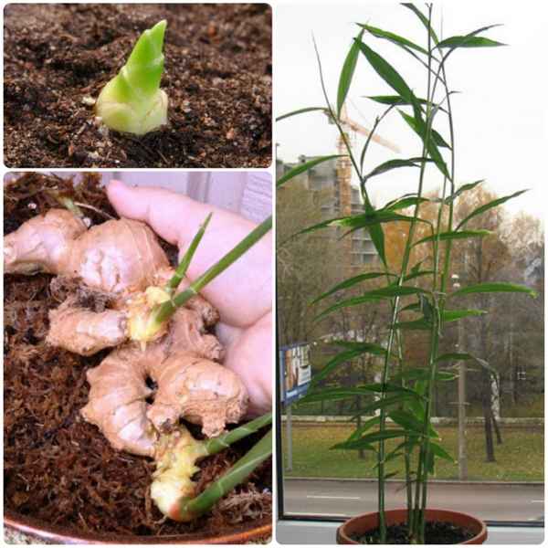 Как посадить и вырастить имбирь дома