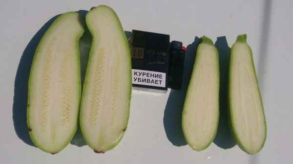 Сорт кабачка Арал F1: описание и методы выращивания