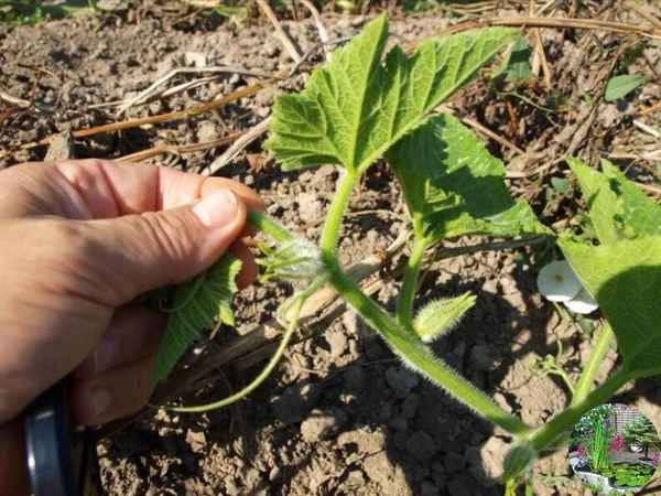 Как получить много кабачков с одного куста? Формировка с секретом