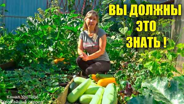 Только так кабачки будут храниться свежими до весны