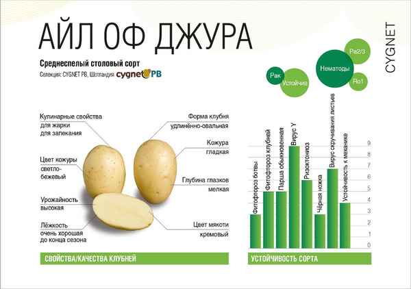 Описание и хаpaктеристики сорта картофель Айл оф Джура