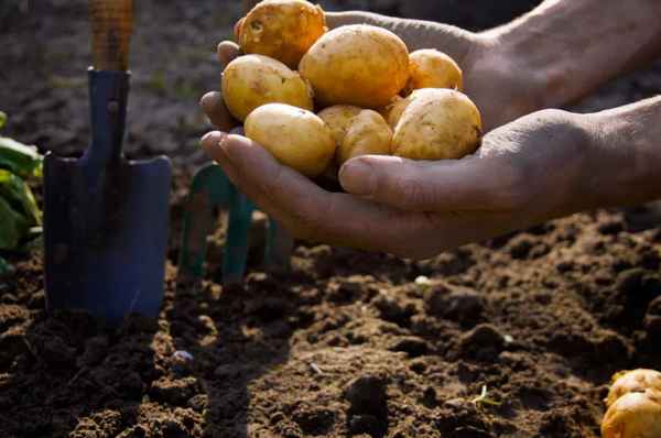 Сажаю крупную, а выкапываю мелочь. 4 главных ошибки в выращивании картофеля