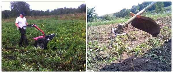 Как косить ботву картофеля мотоблоком