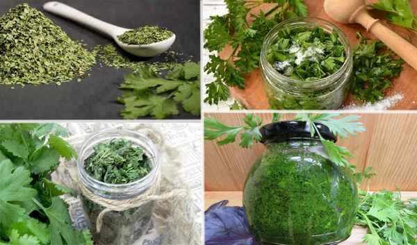 Способы хранения кинзы на зиму в домашних условиях