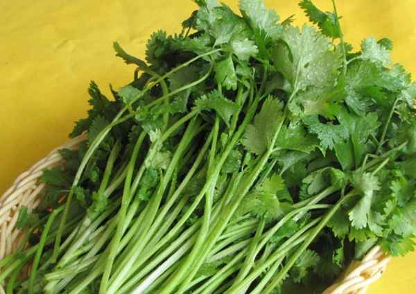 Описание лучших сортов кинзы
