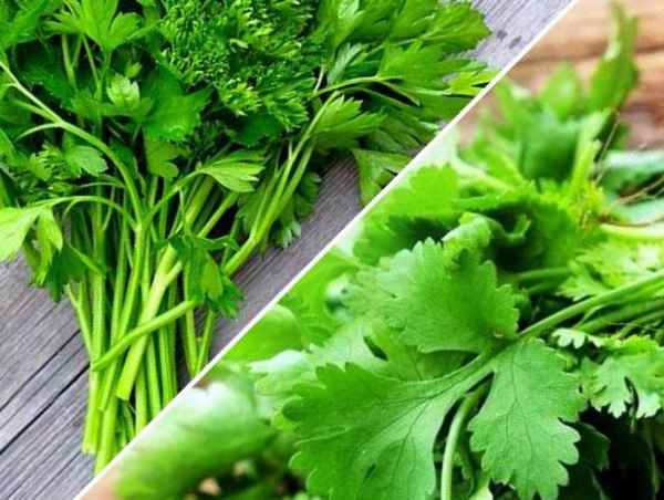Какая разница между кинзой и кориандром?