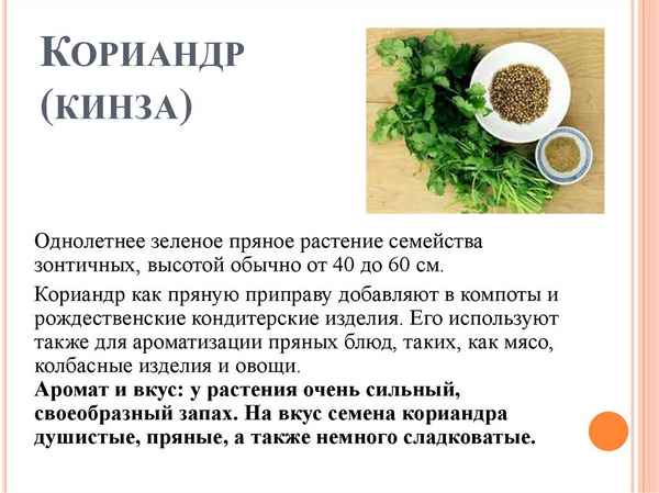 Чем полезны семена кориандра для организма человека?