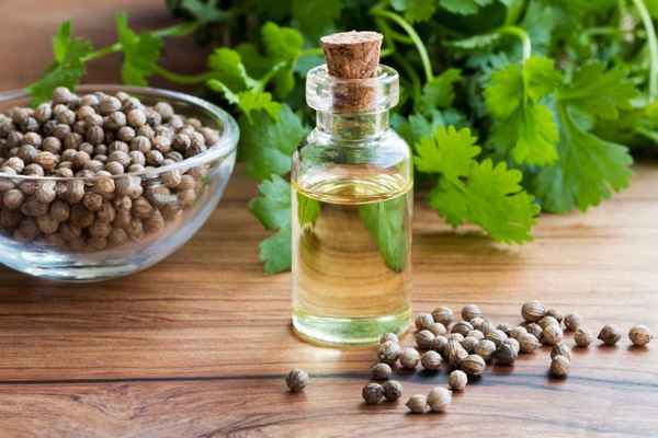 Особенности применения эфирного масла кориандра