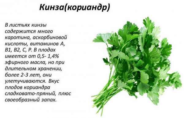 Особенности употрeбления кинзы для здоровья мужчин