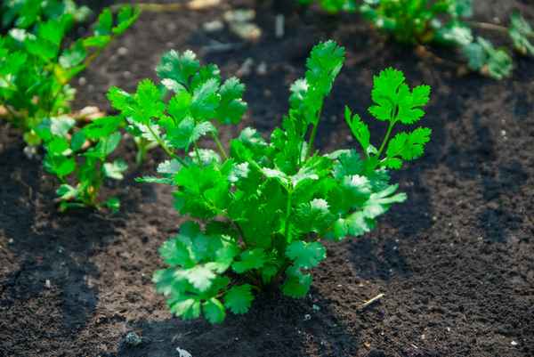 Особенности выращивания кориандра и ухода за ним в открытом грунте