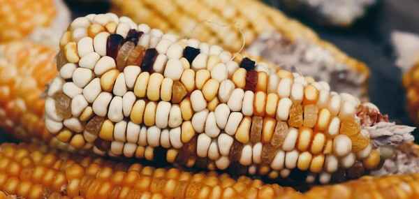 Кукуруза — это бобовые или нет?