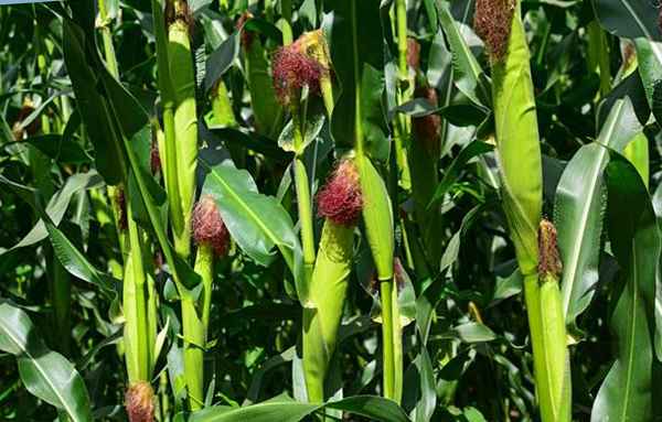 Как понять, созрела ли кукуруза?