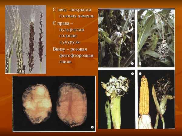Болезни и вредители кукурузы, меры лечения