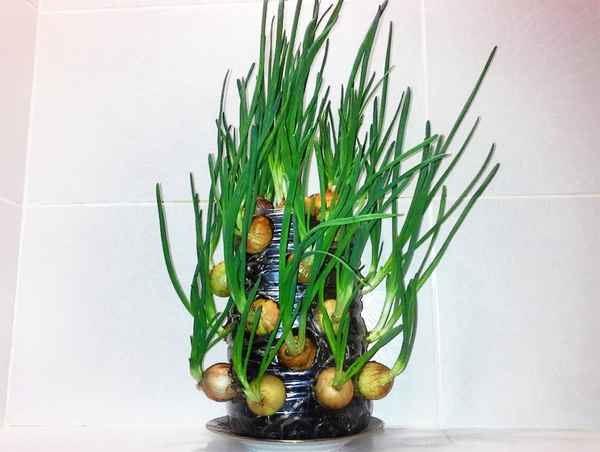 Выращиваем зеленый лук в бутылке