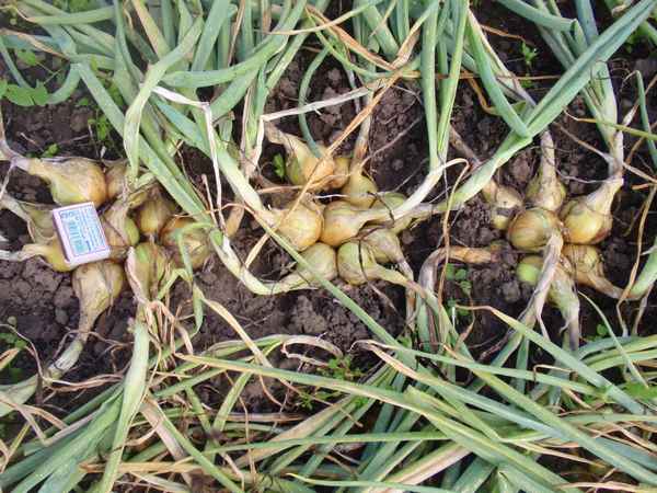 Когда убирать лук семейку, как сохранить до весенней посадки