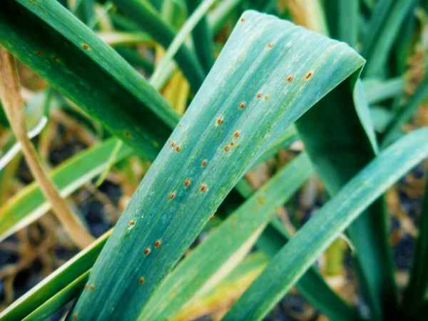 Как бороться с ржавчиной на луке-порей