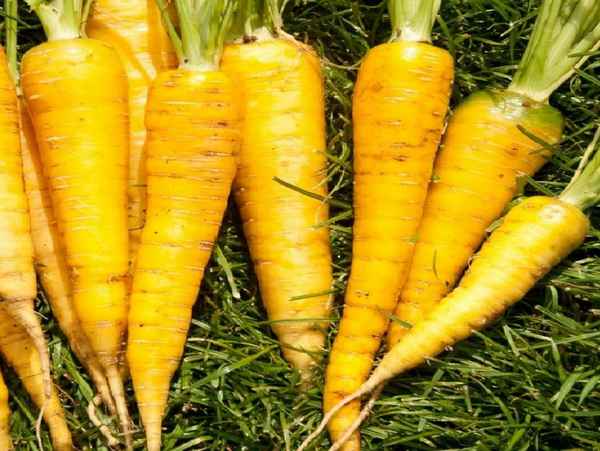 Импортные или отечественные сорта жёлтой моркови. Какие лучше?