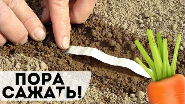 Вырастет в 2 раза крупнее обычной! Как посадить морковь под зиму?