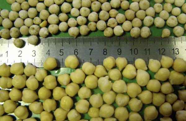 Нут сорта Приво 1: свойства, использование