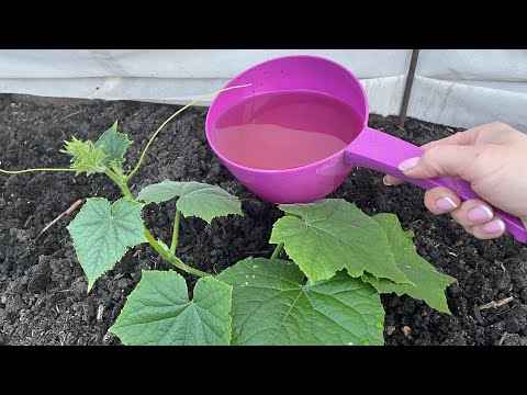 Вмиг пойдут в рост! Подкормка огурцов после всходов