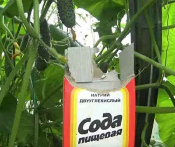 Дайте огурцам соду и соль, чтобы собирать урожай ведрами