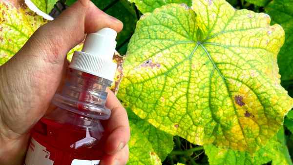 Как спасти огурцы от пожелтения без чудо-средств, а доступными продуктами