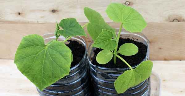 Простое кольцо из пластиковой бутылки убережет огурцы от болезней до конца сезона. Расскажу, как правильно использовать