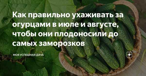 Как ухаживать за огурцами в последний месяц лета, чтобы они плодоносили до заморозков