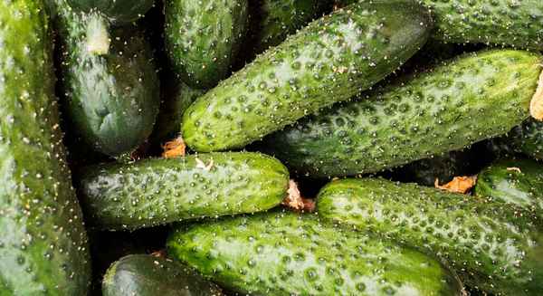 Какие сорта огурцов вырастают без плодовой горечи
