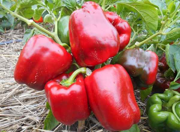 10 лучших сортов сладкого перца для открытого грунта