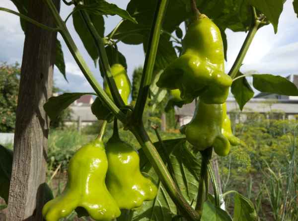 7 лучших урожайных сортов жгучего перца