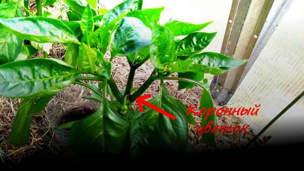 Где искать «коронный цветок» у перца и нужно ли его удалять?