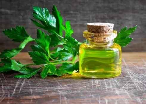 Особенности масла петрушки и его применение