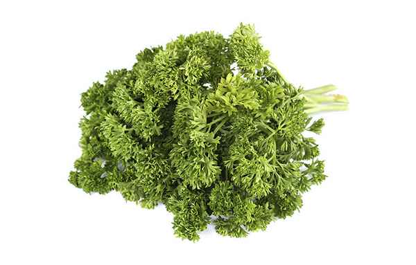 Особенности кудрявой петрушки: почему её запрещают употрeбллять?