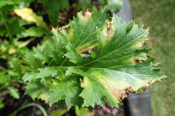 Способы борьбы с болезнями и вредителями петрушки