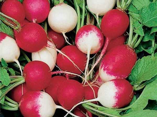 Белый редис: популярные сорта и способы их выращивания