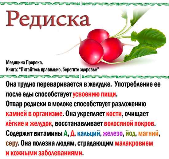Витаминный состав и полезные свойства редиски