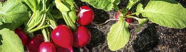 Прикормка редиски в открытом грунте