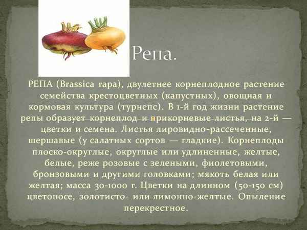 Описание репы: происхождение, особенности и строение