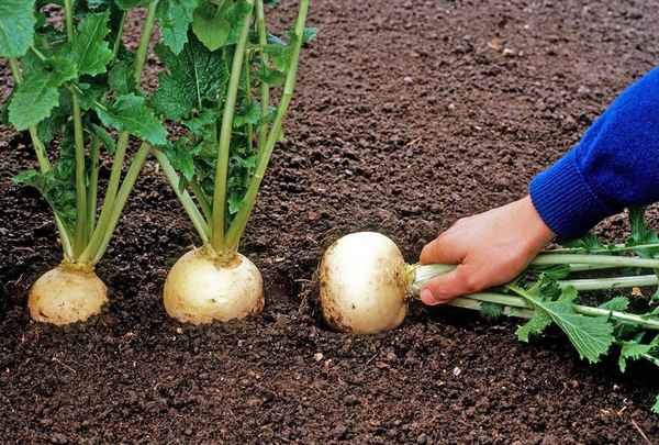 Выращивание репы и особенности ухода за ней