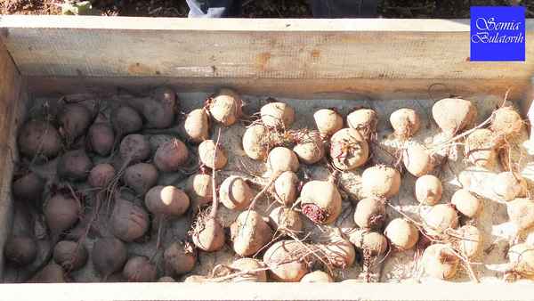 Особенности хранения репы зимой в погребе