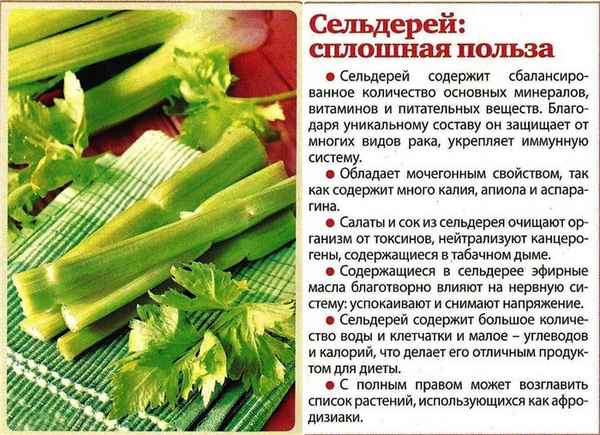Польза и вред сельдерея для здоровья женщин