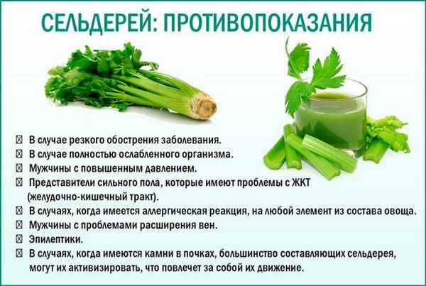 Можно ли употрeбллять сельдерей при панкреатите