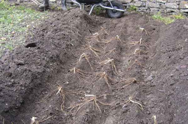 Пересадка спаржи осенью