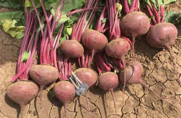 Свёкла Пабло F1: особенности выращивания и ухода